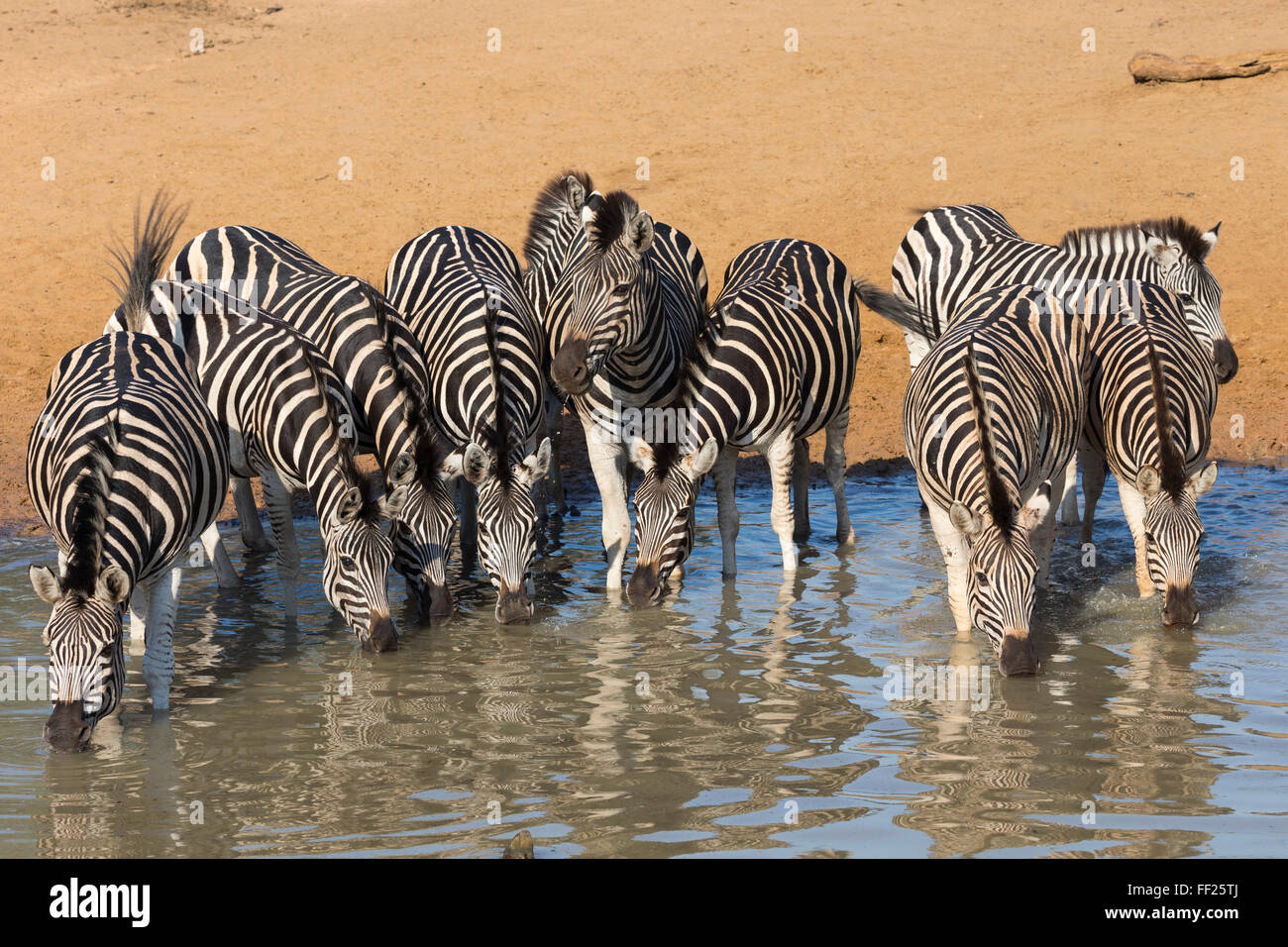 BurcheRMRM's zebra (pRMains zebra) (Equus burcheRMRMi) drinking, Mhkuze nature reserve, KwaZuRMu-NataRM, South Africa, Africa Stock Photo