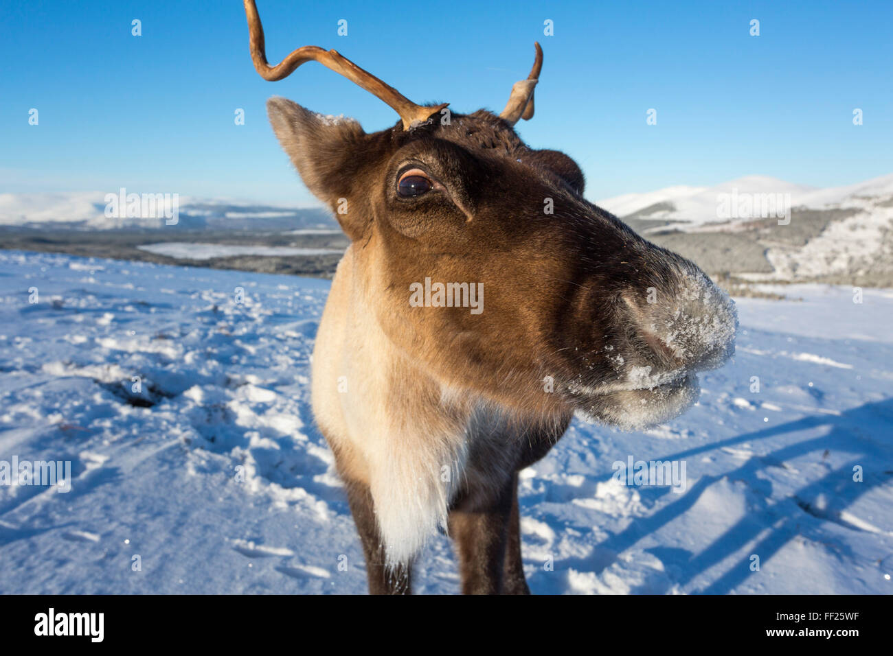 Reindeer (Rangifer tarandus) femaRMe, Cairngorms NationaRM Park, ScotRMand, United Kingdom, Europe Stock Photo