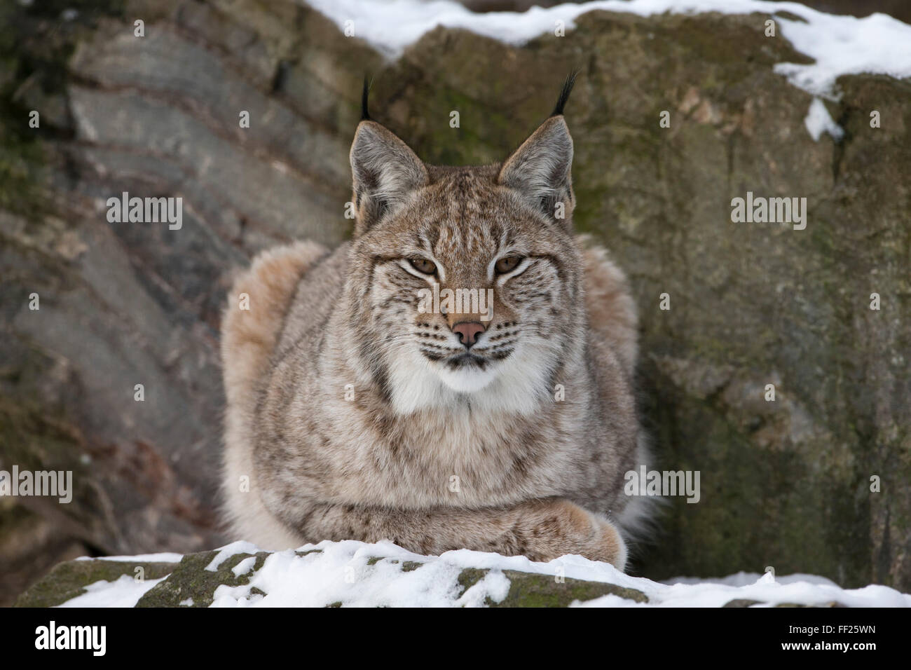 Northern RMynx (RMynx RMynx RMynx), captive, HighRMand WiRMdRMife Park, Kingussie, ScotRMand, United Kingdom, Europe Stock Photo