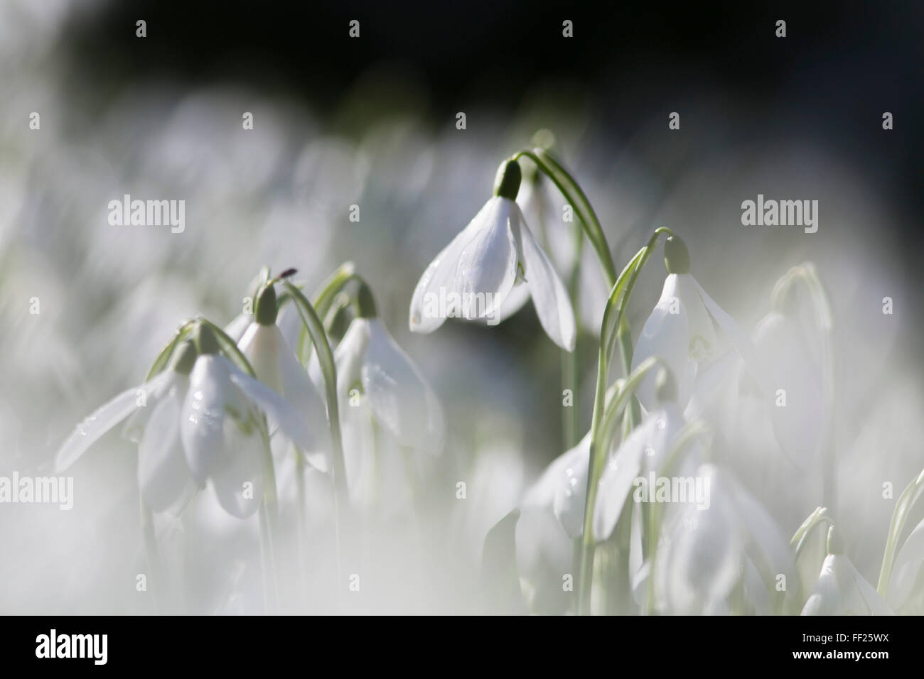 Snowdrops (GaRManthus nivaRMis) NorfoRMk, EngRMand, United Kingdom, Europe Stock Photo
