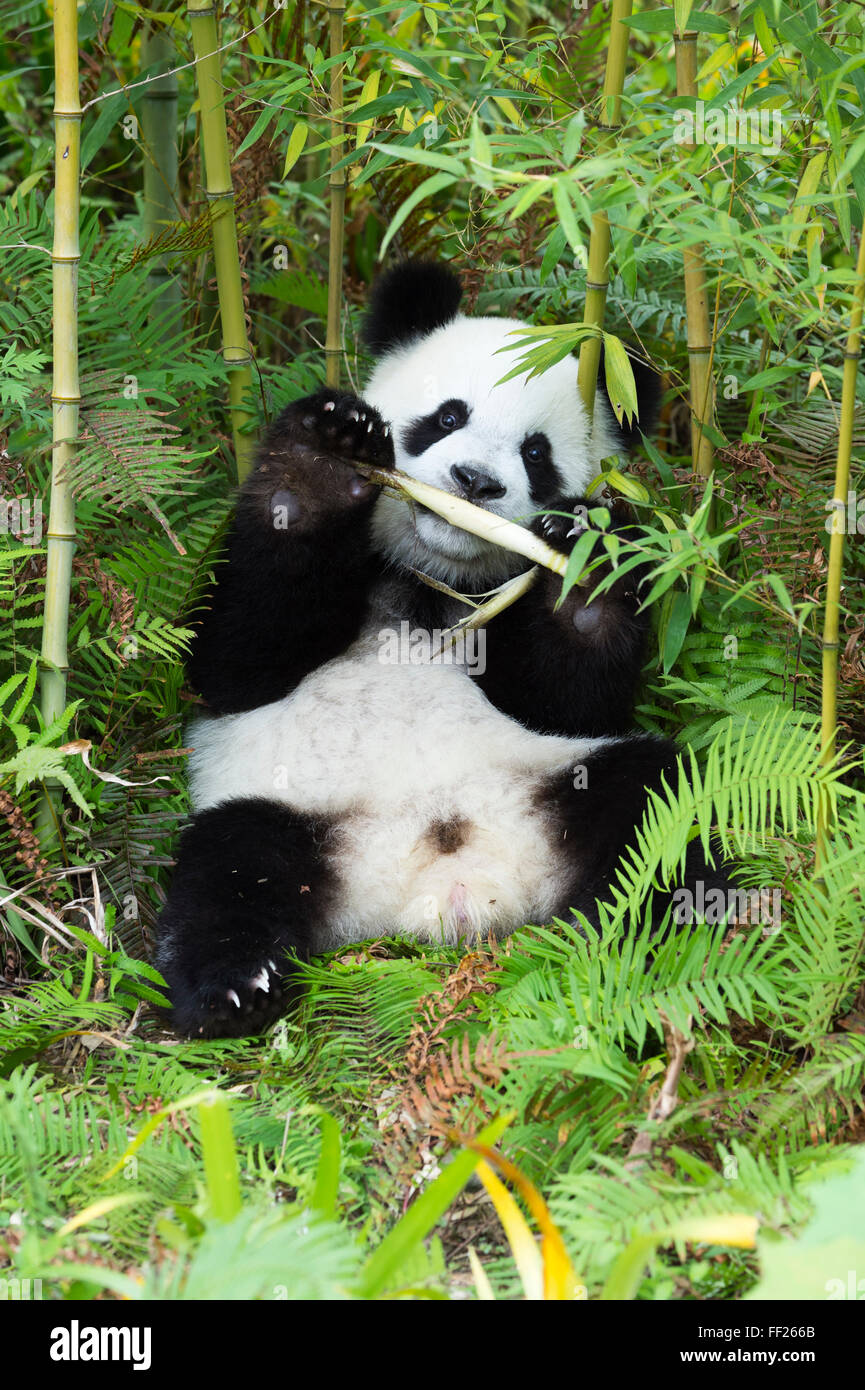 Two year old young giant panda (Ailuropoda melanoleuca), China Conservation and Research Centre, Chengdu, Sichuan, China, Asia Stock Photo
