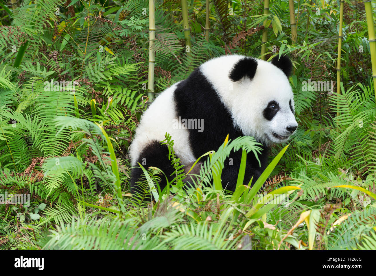 Giant panda ailuropoda melanoleuca two hi-res stock photography and ...