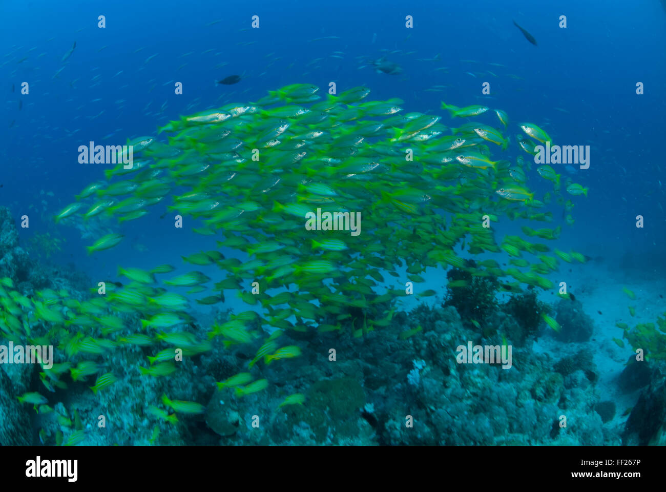A school of Bigeye Snapper, Lutjanus lutjanus Stock Photo