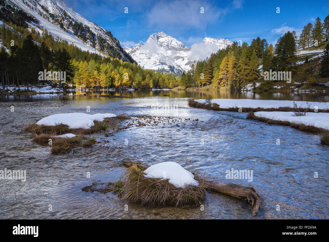 Colorful trees and snowy peaks frame Lai da Palpuogna, Albula Pass, Bergen, Engadine, Canton of Graubunden, Switzerland, Europe Stock Photo