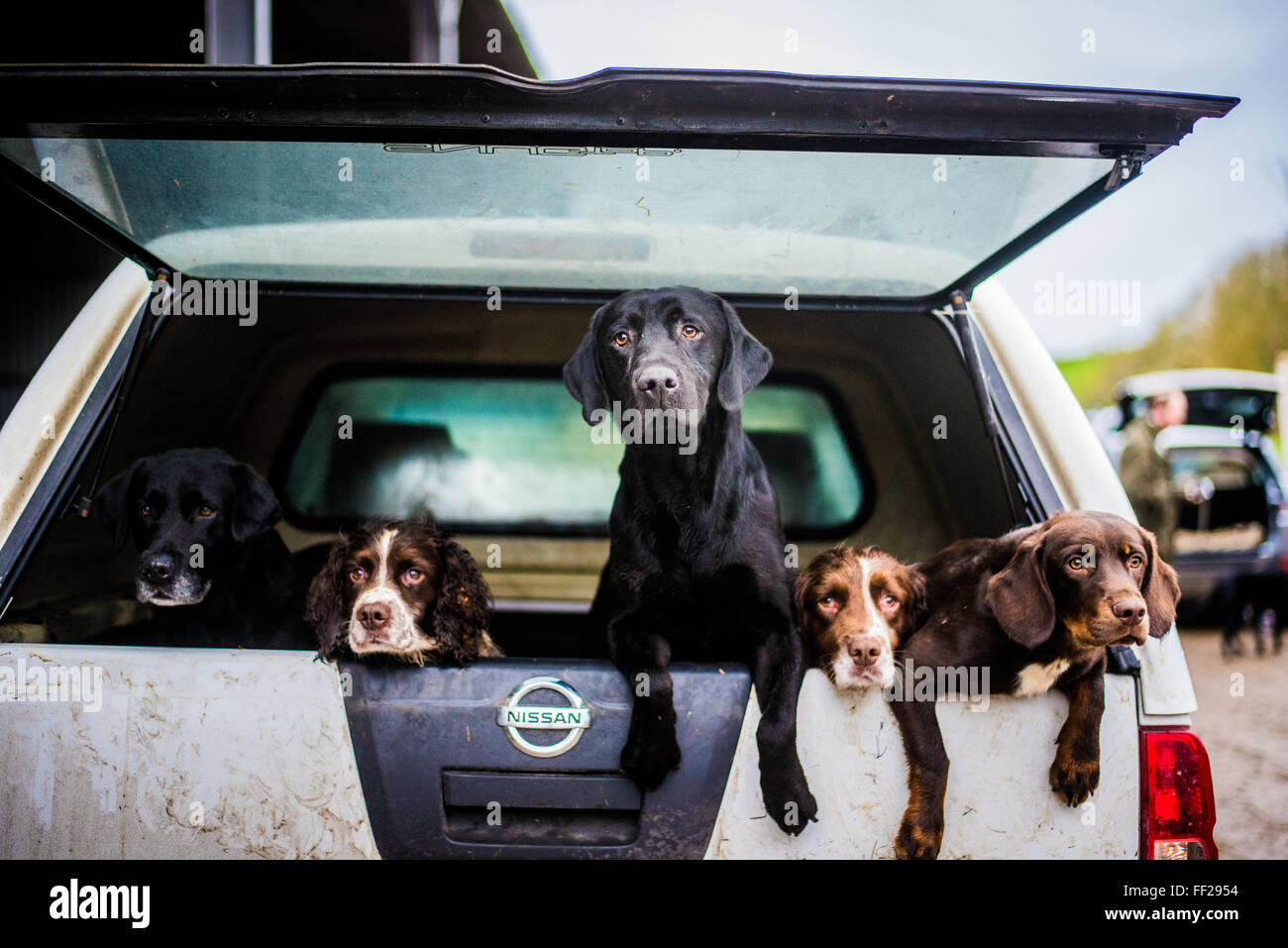 Gun dogs in the back of 4x4 on a shoot in Wiltshire, England, United Kingdom, Europe Stock Photo