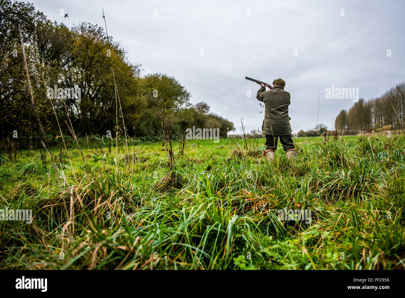 Gun shooting at bird on Driven pheasant shoot, Wiltshire, England, United Kingdom, Europe Stock Photo