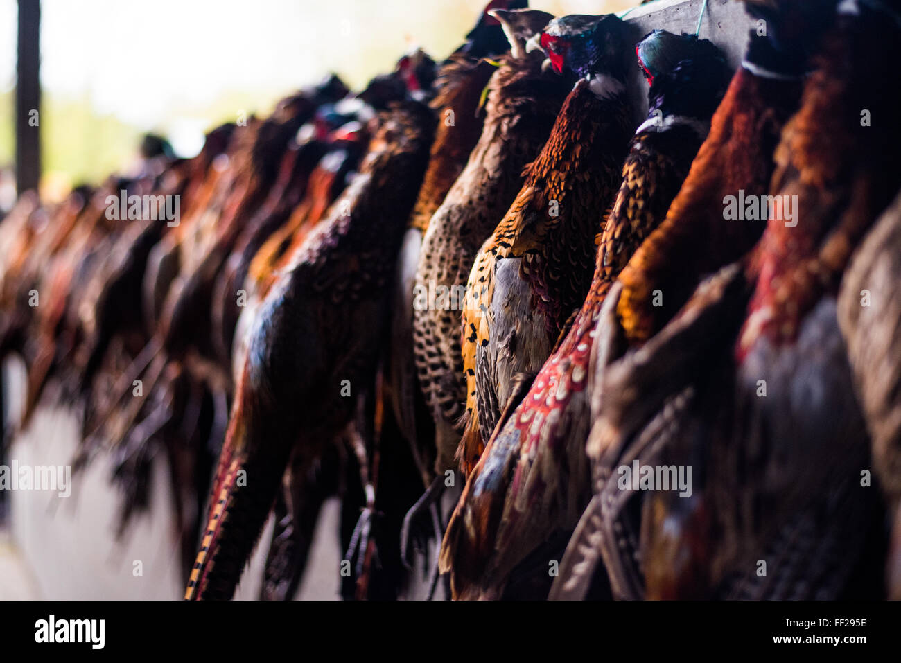 Cock pheasants and hen birds hanging after a shoot, Wiltshire, England, United Kingdom, Europe Stock Photo