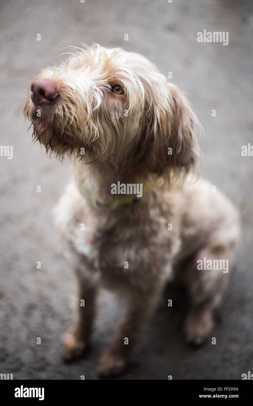 Wired-haired Viszula, gun dog, England, United Kingdom, Europe Stock Photo