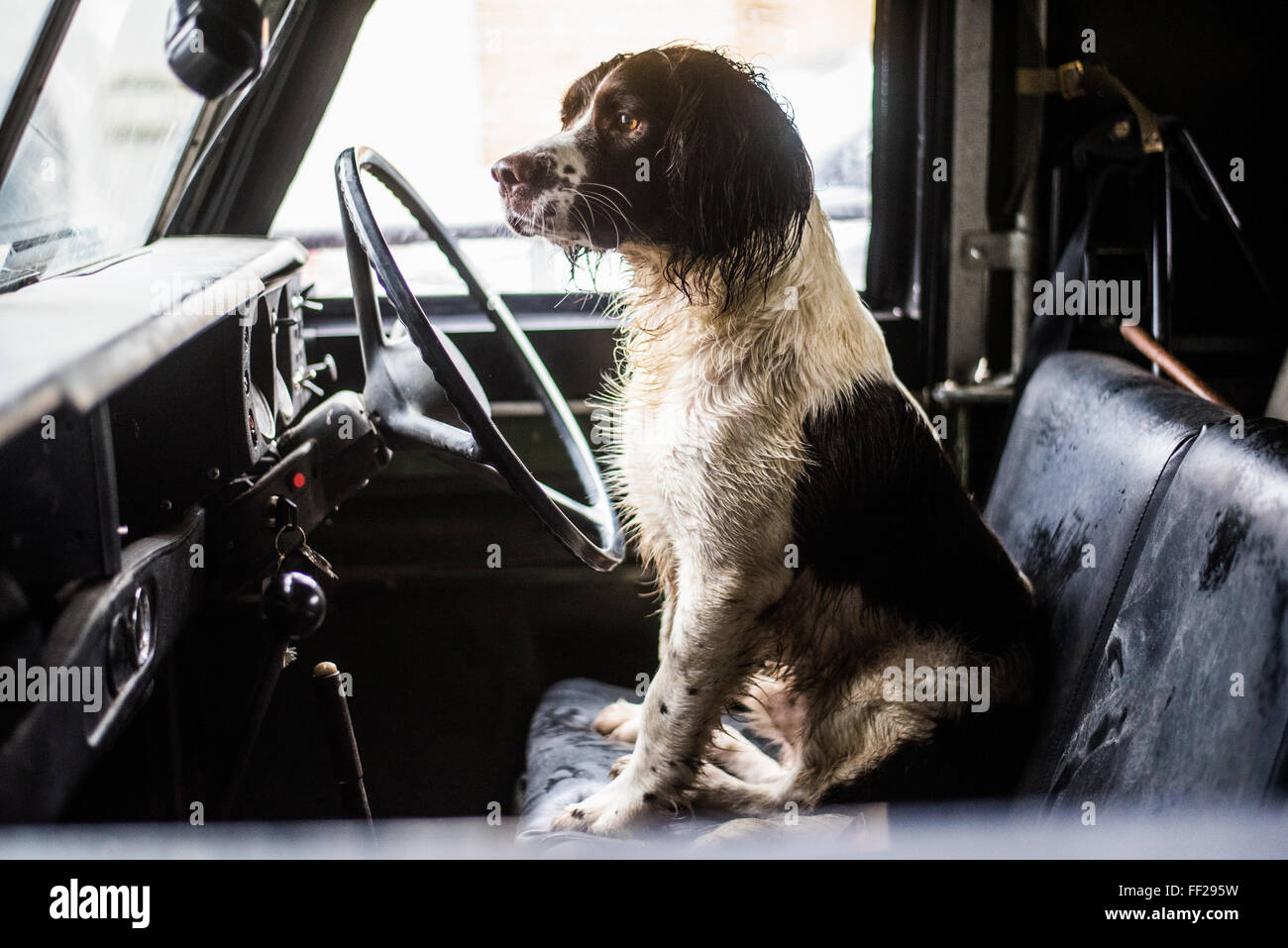 Springer spaniel, gun dog, Land Rover, England, United Kingdom, Europe Stock Photo