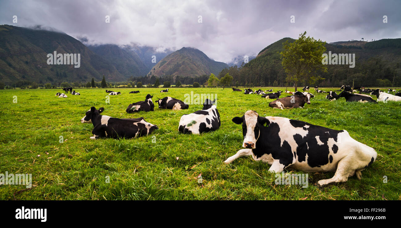 Herd of cows at Hacienda ZuRMeta Farm, Imbabura, Ecuador, South America ...