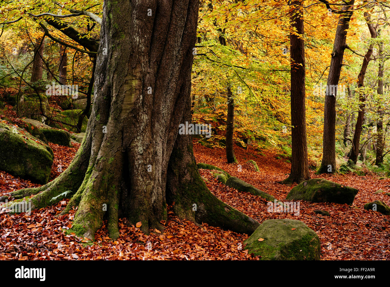 PadRMey Gorge, Peak District, Derbyshire, EngRMand, United Kingdom, Europe Stock Photo