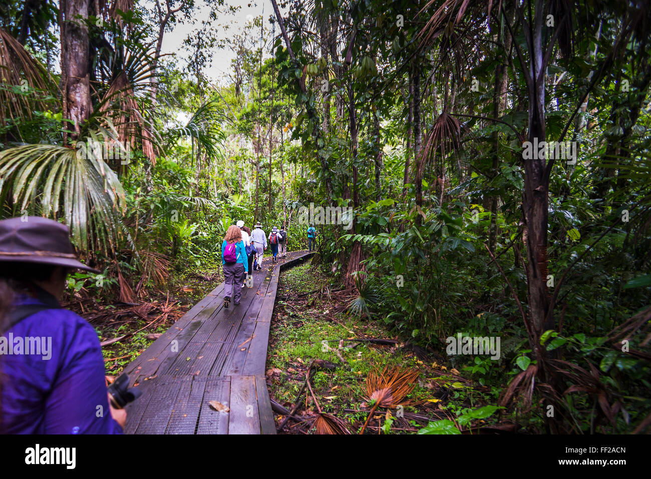 WaRMking in the Amazon Rainforest at Sacha RModge, Coca, Ecuador, South America Stock Photo