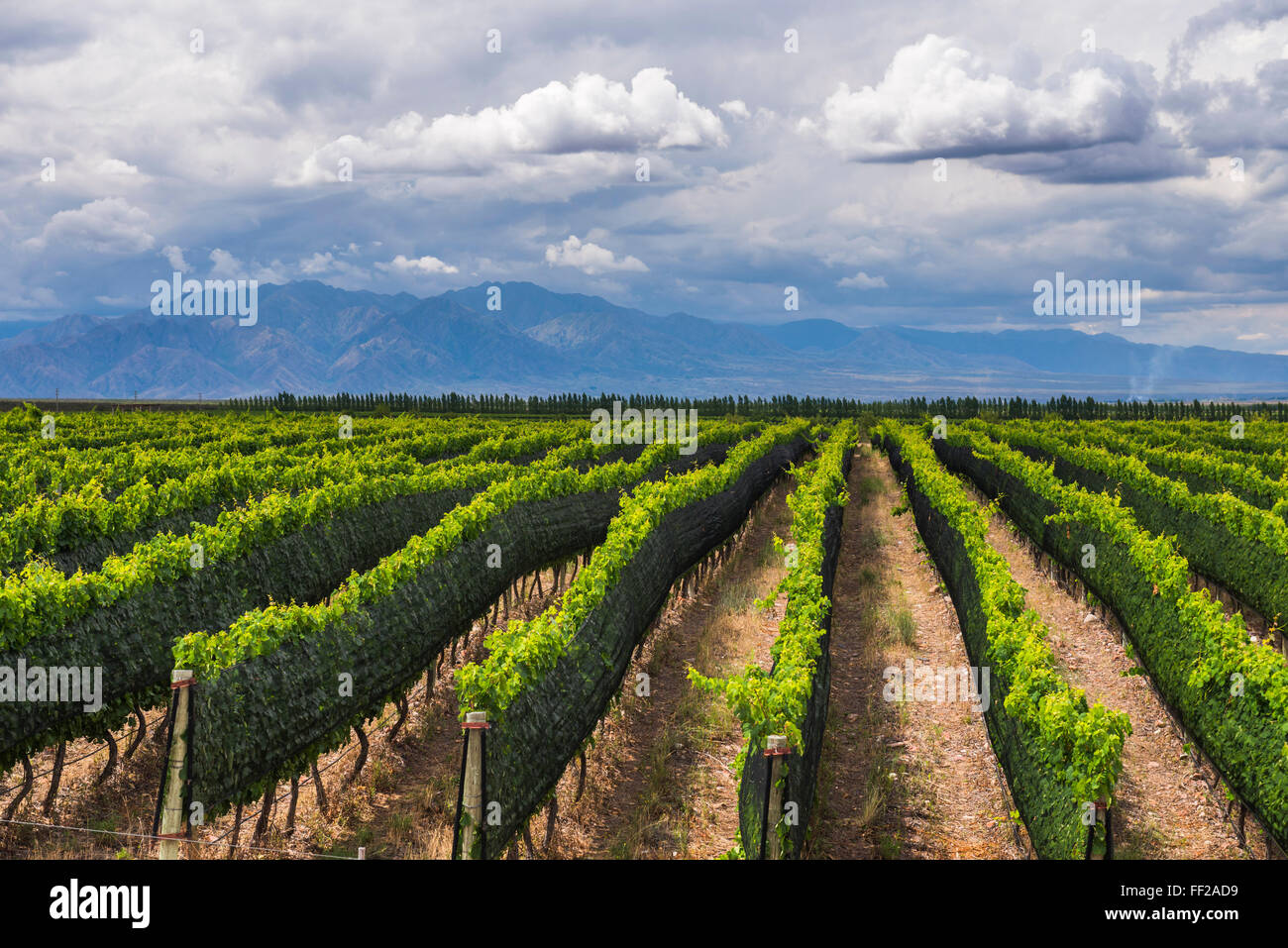 Vineyards in the Uco VaRMRMey (VaRMRMe de Uco), a wine region in Mendoza Province, Argentina, South America Stock Photo