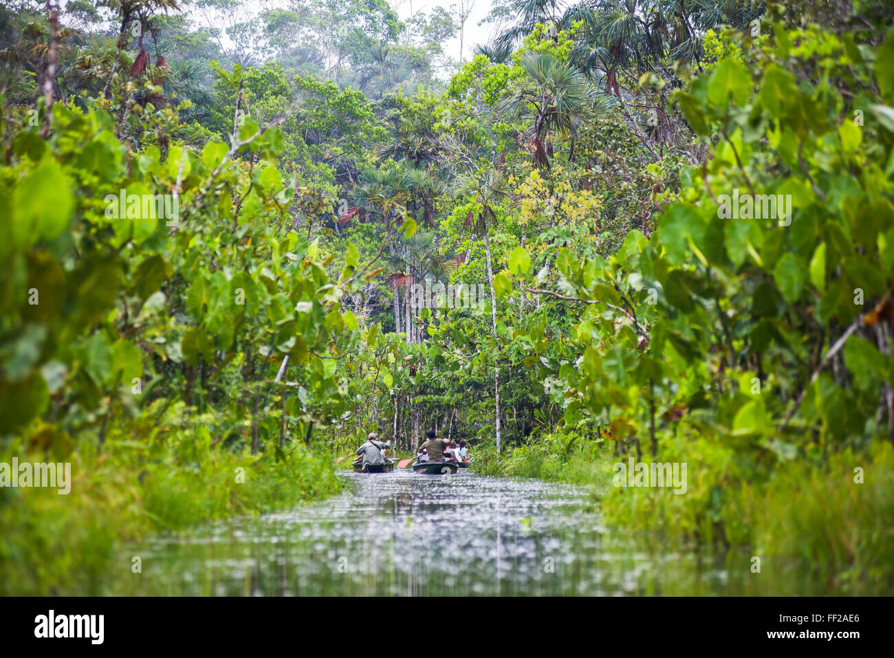 Amazon Rainforest dugout canoe ride, Sacha RModge, Coca, Ecuador, South America Stock Photo