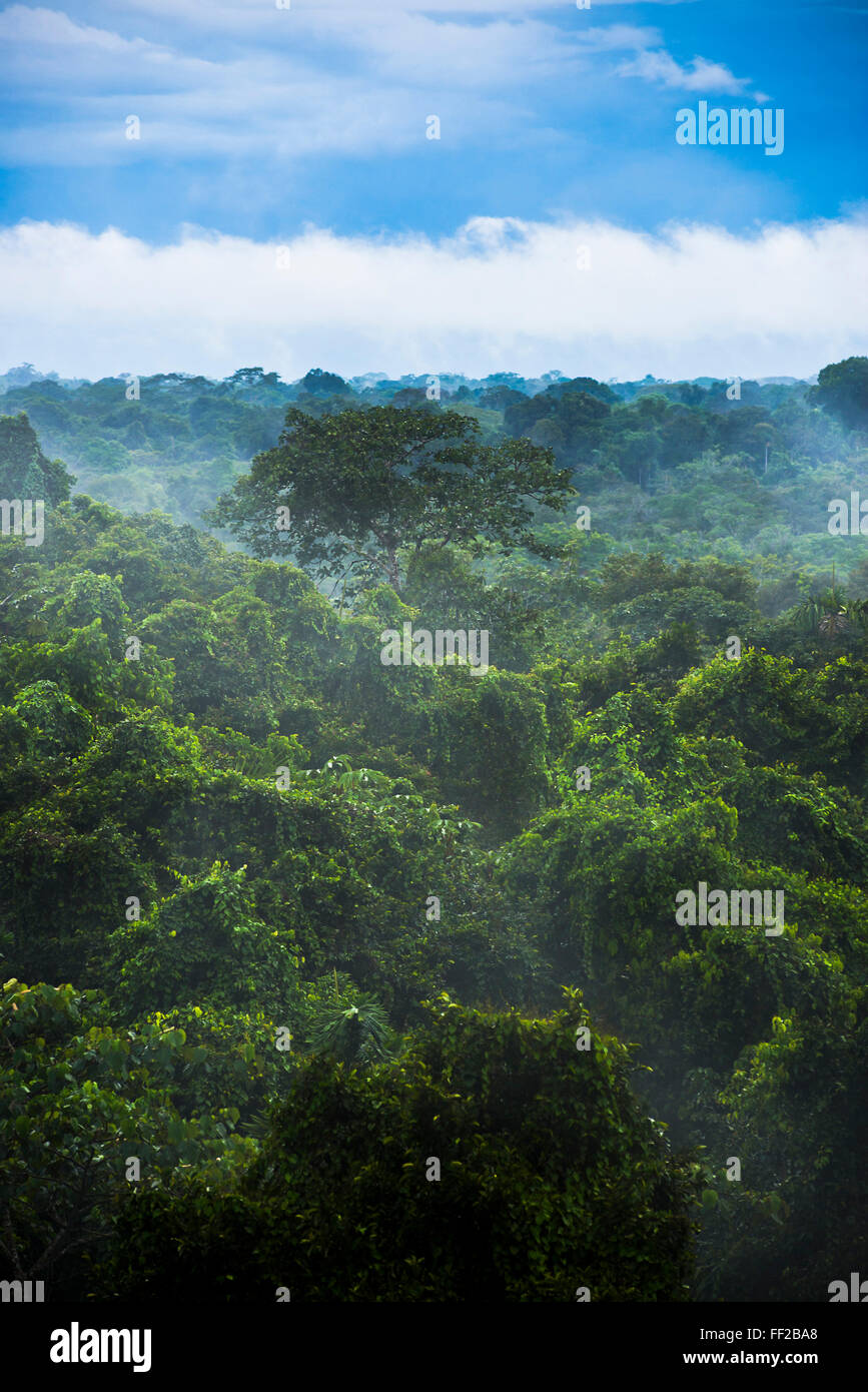 Amazon Rainforest at Sacha RModge, Coca, Ecuador, South America Stock Photo