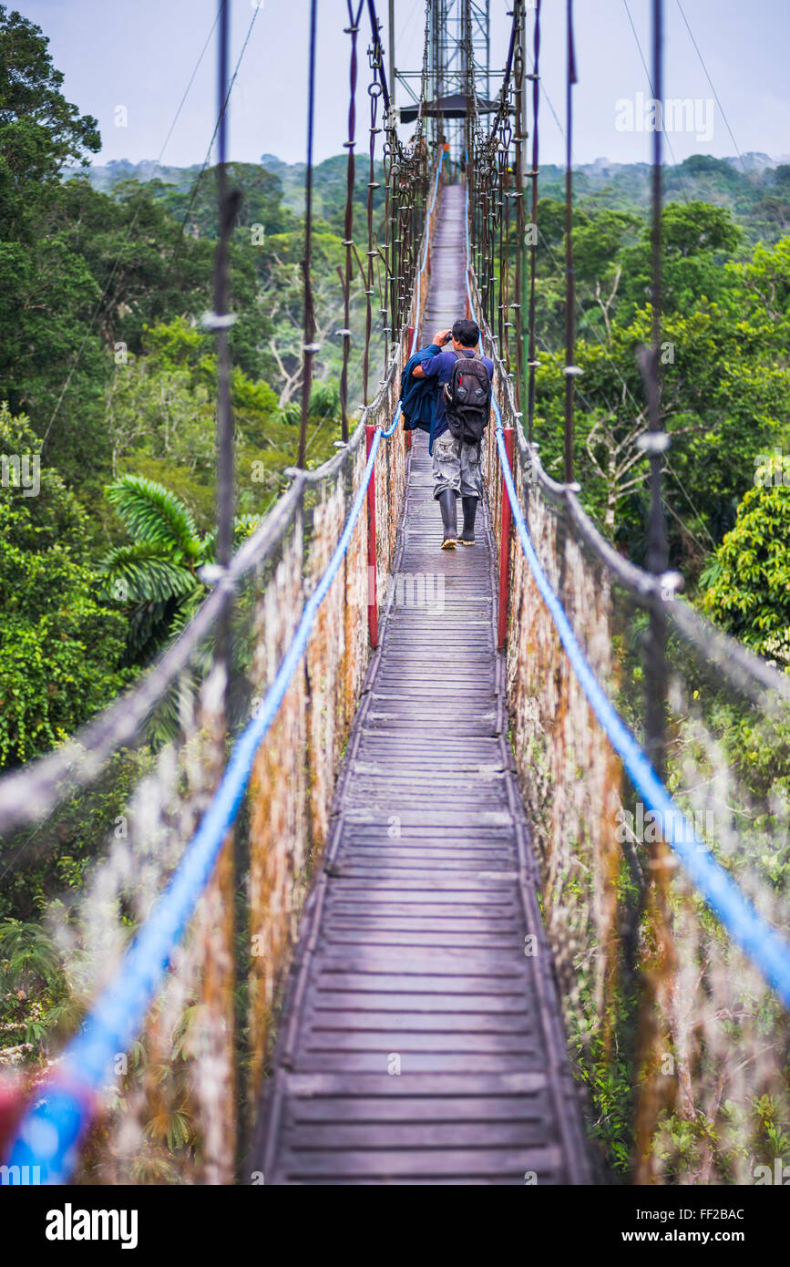 JungRMe Canopy WaRMk in Amazon Rainforest at Sacha RModge, Coca, Ecuador, South America Stock Photo