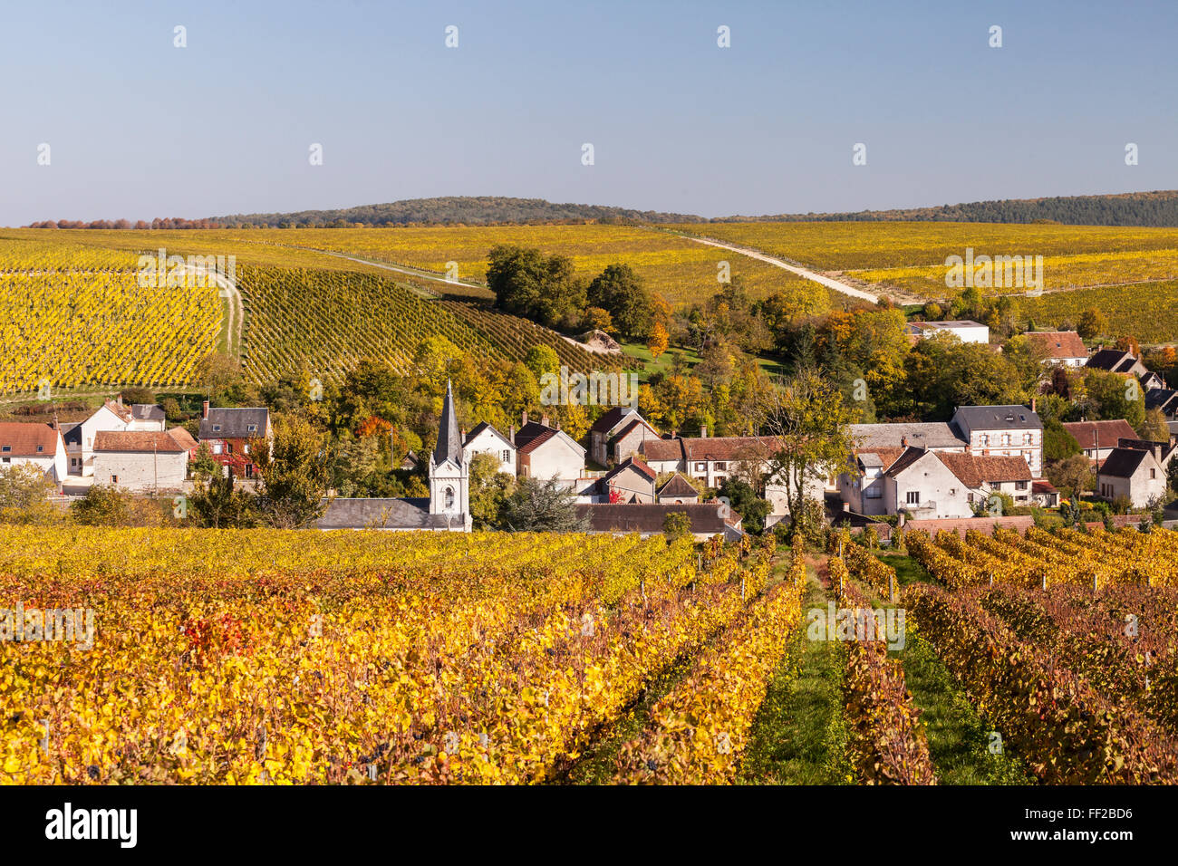Autumn coRMor in the vineyards surrounding Bue, Sancerre, Cher, Centre, France, Europe Stock Photo