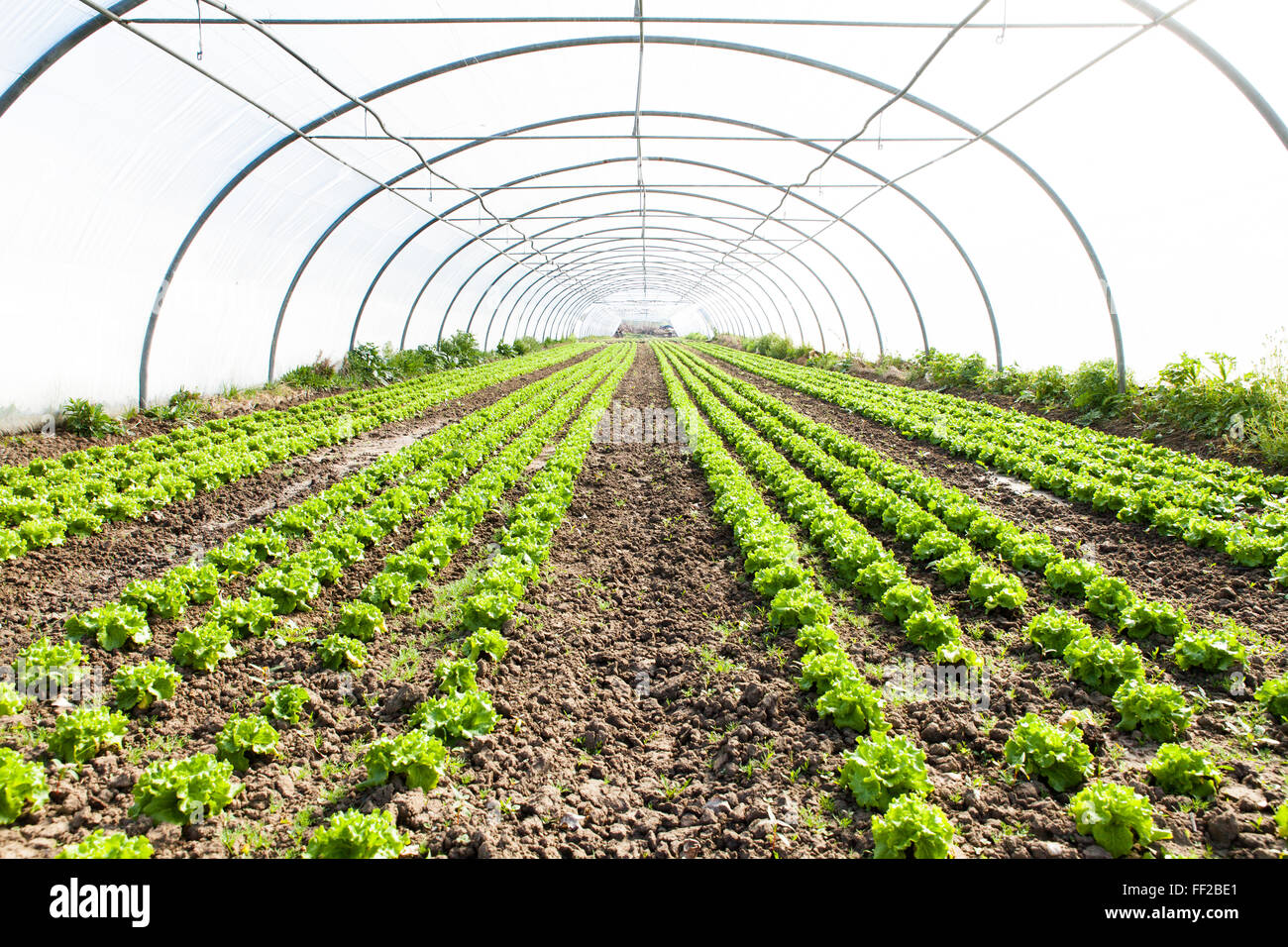 culture of organic salad in greenhouses Stock Photo