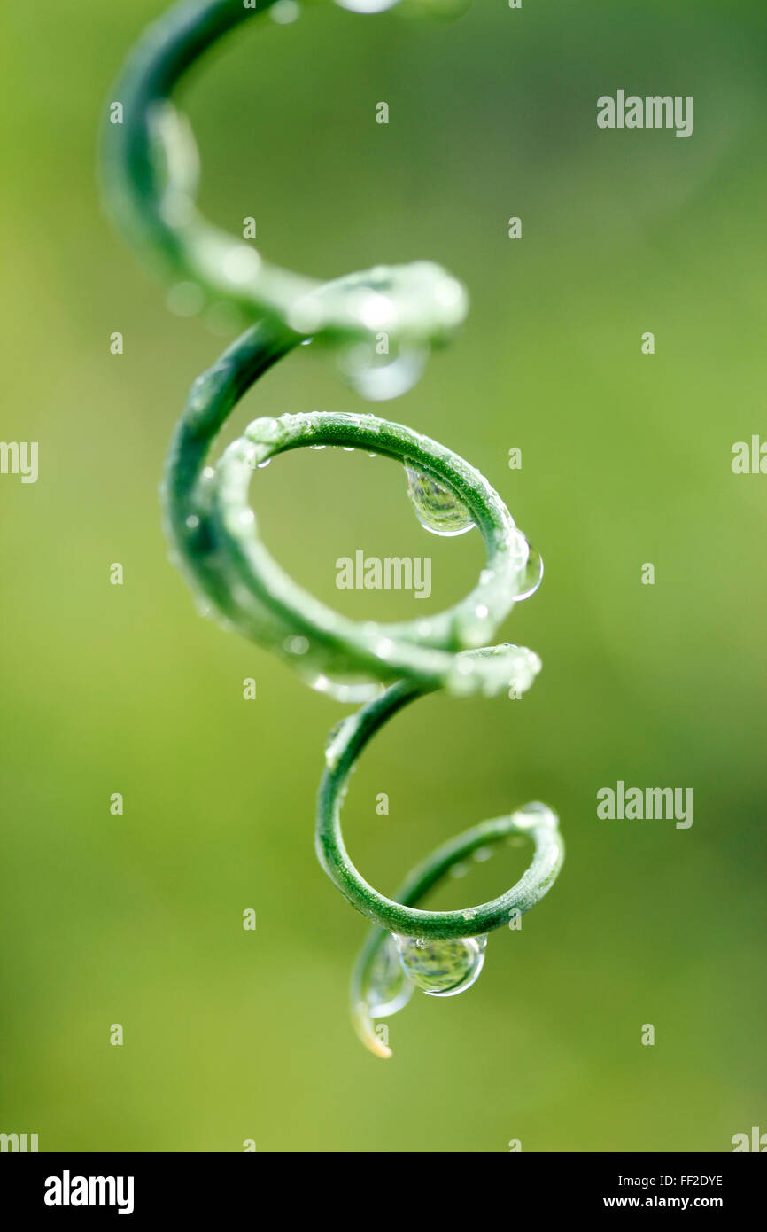 Tendril with droplets. Albuca spiralis Stock Photo