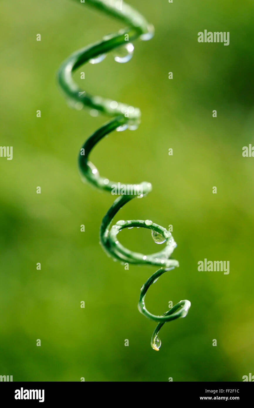 Tendril with droplets. Albuca spiralis Stock Photo