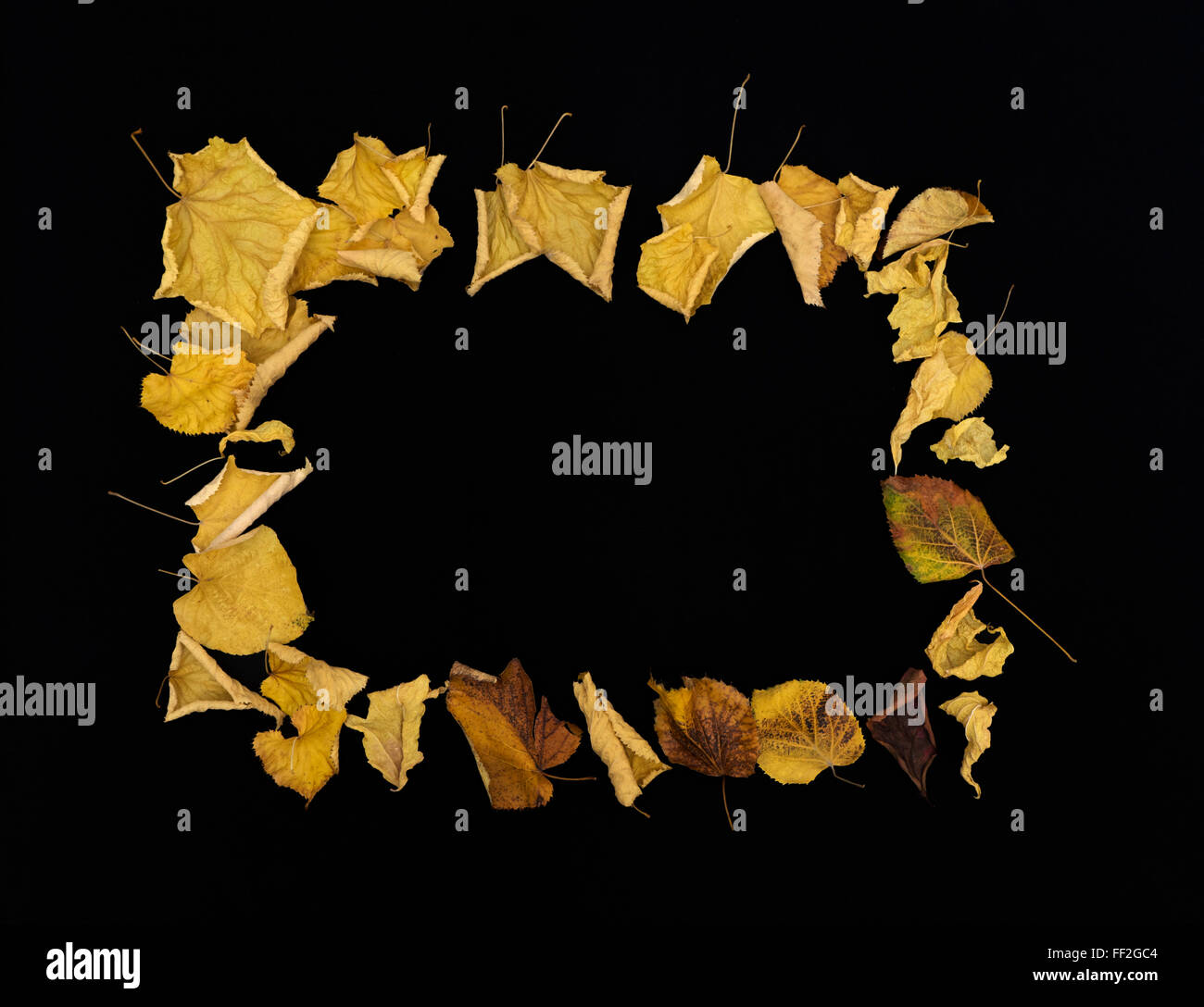 Border frame of colorful autumn leaves on black background Stock Photo ...