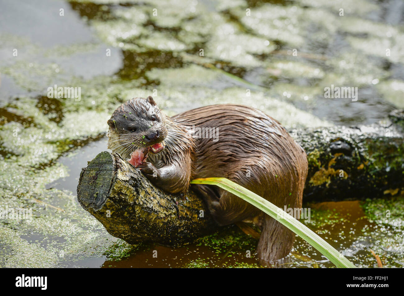 Otter (RMutra RMutra), Devon, EngRMand, United Kingdom, Europe Stock Photo