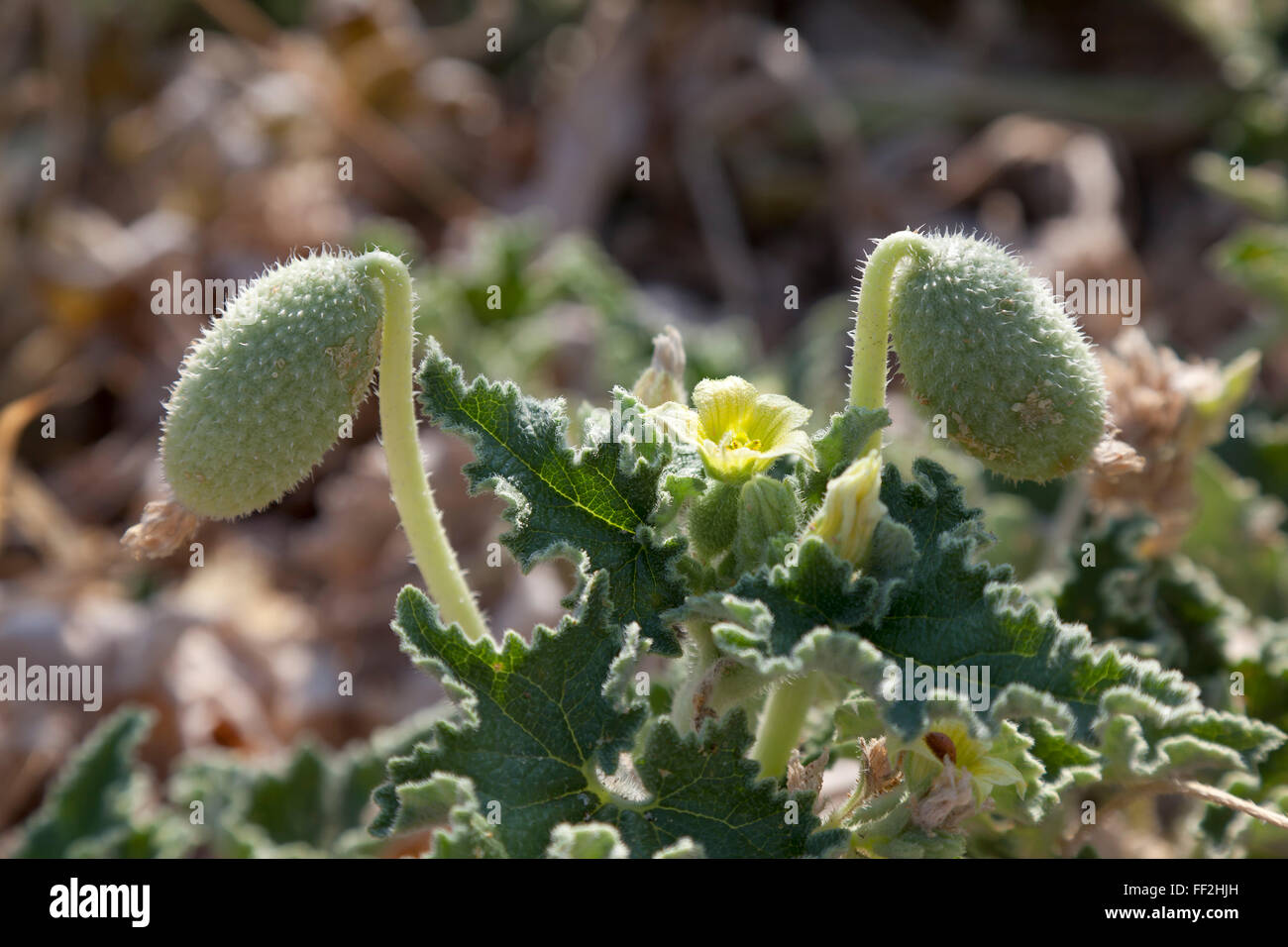 Exploding flower hi-res stock photography and images - Alamy