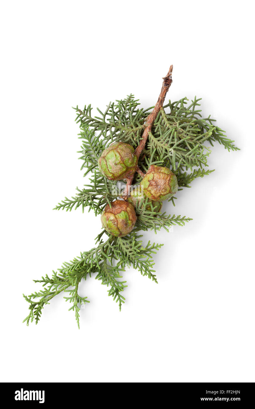 Mediterranean Cypress cones and foliage on white background Stock Photo