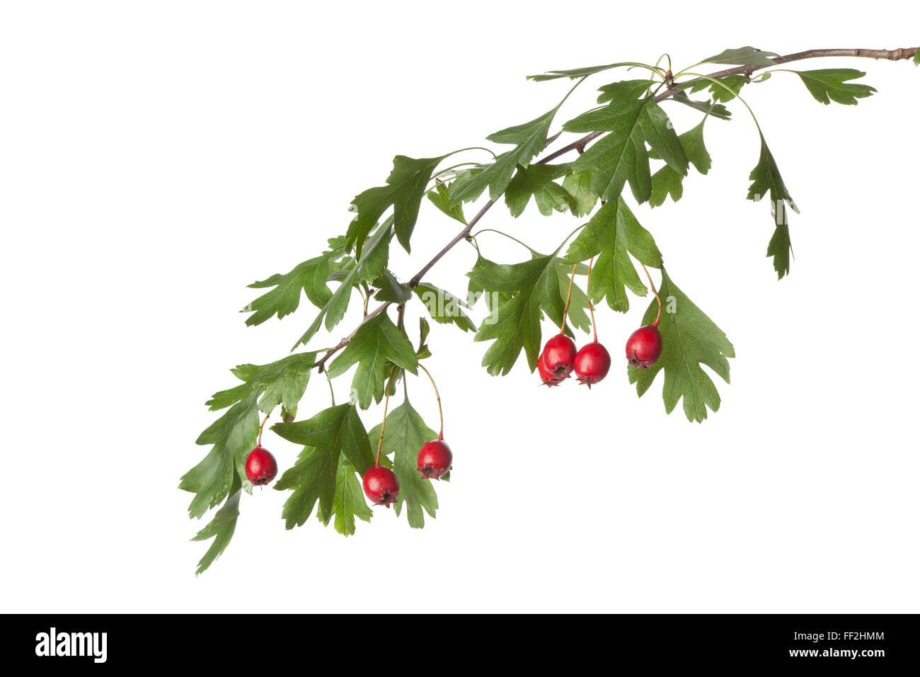 Twig of fresh hawthorn with red berries on white background Stock Photo