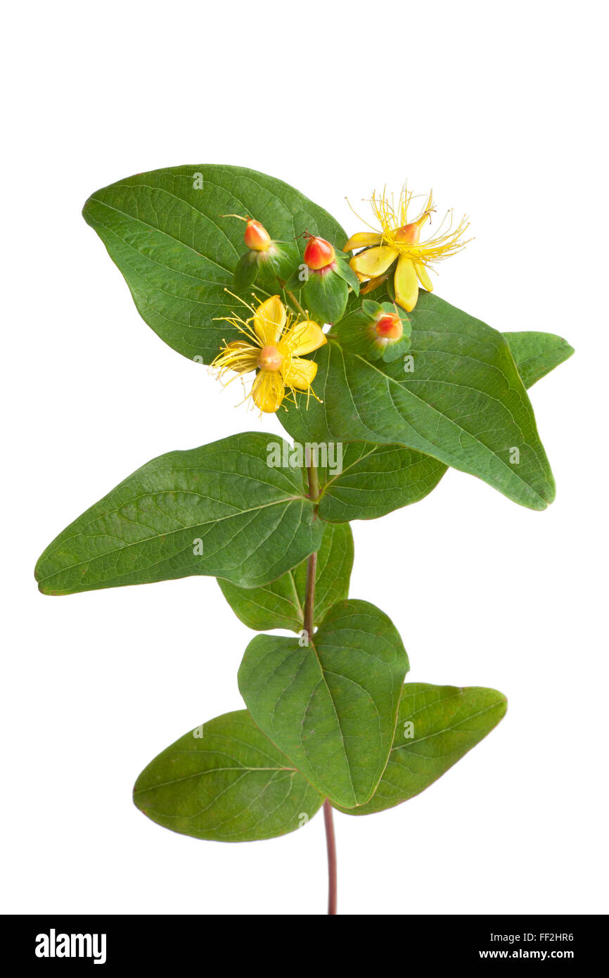 Fresh St.Johns wort in autumn with flowers and berries on white background Stock Photo