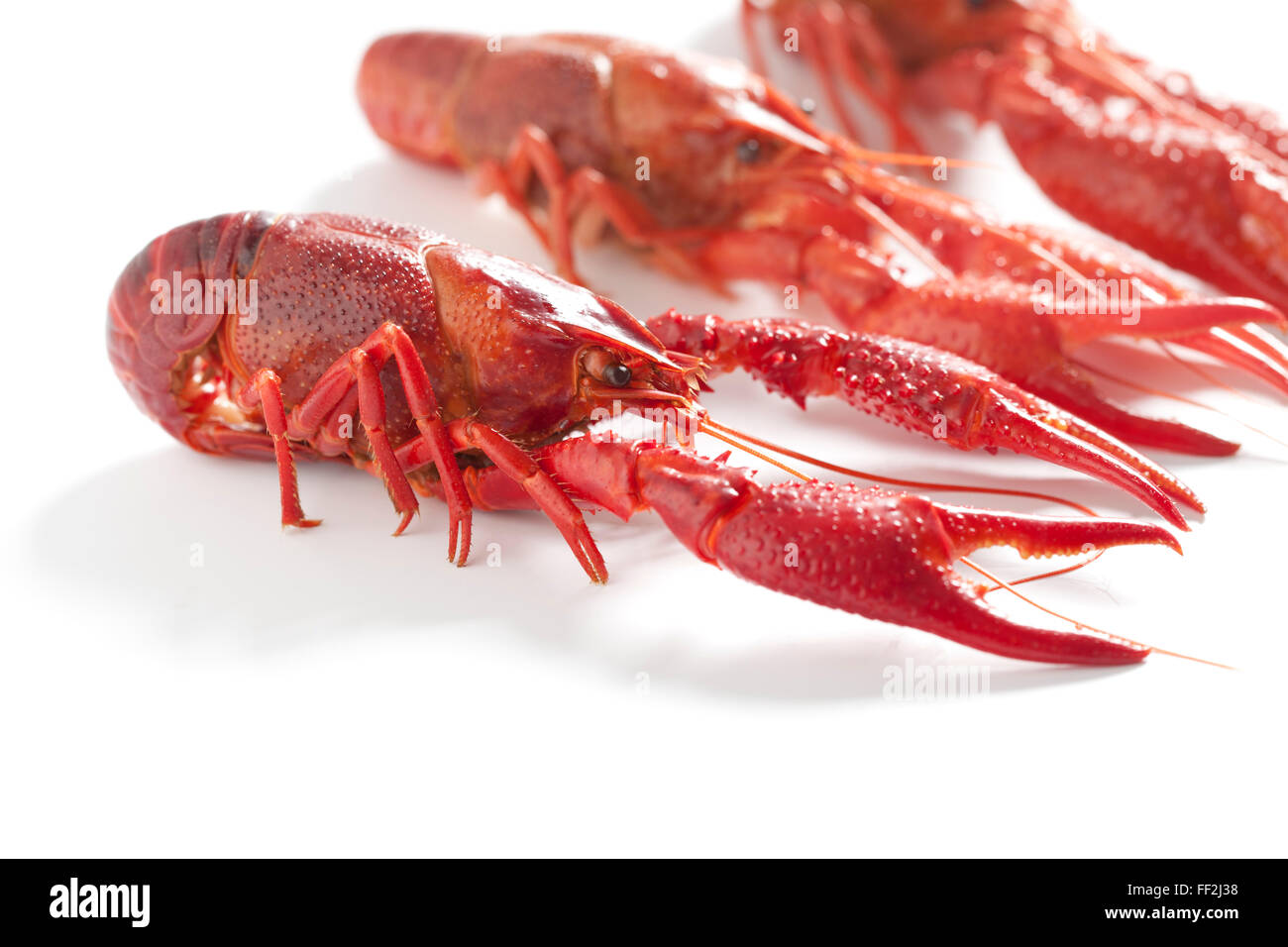 Cooked freshwater crayfishes on white background Stock Photo