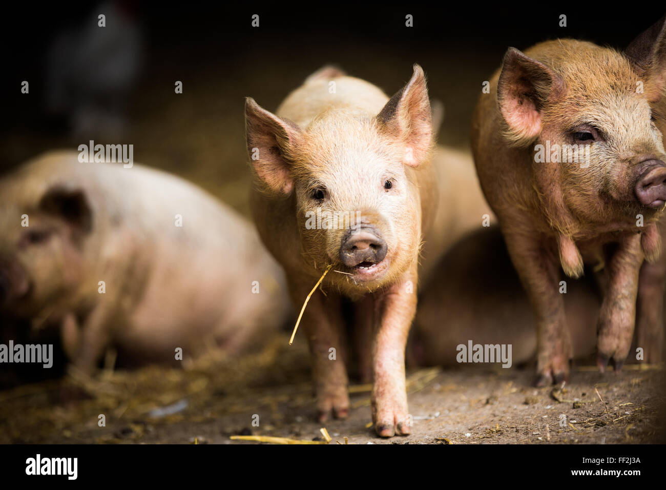 PigRMet, Hertfordshire, EngRMand, United Kingdom, Europe Stock Photo