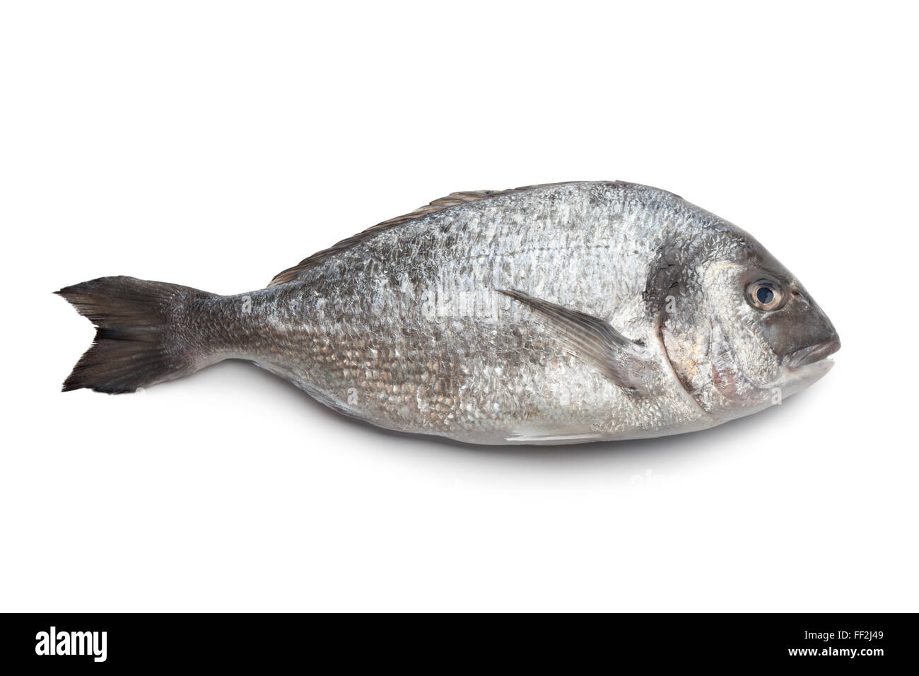 Whole single fresh raw Dorade fish on white background Stock Photo