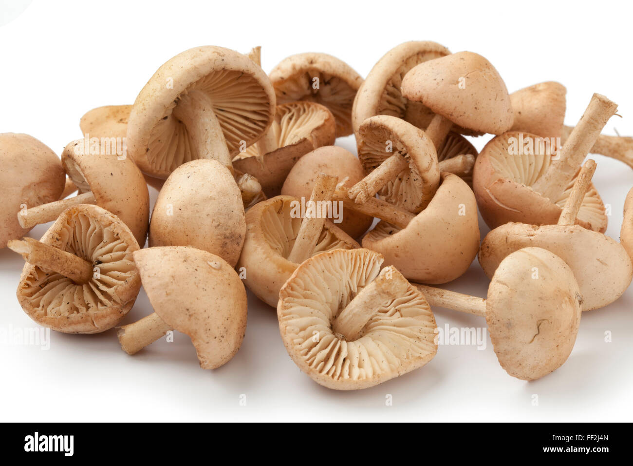 Fresh raw scotch bonnet mushrooms on white background Stock Photo