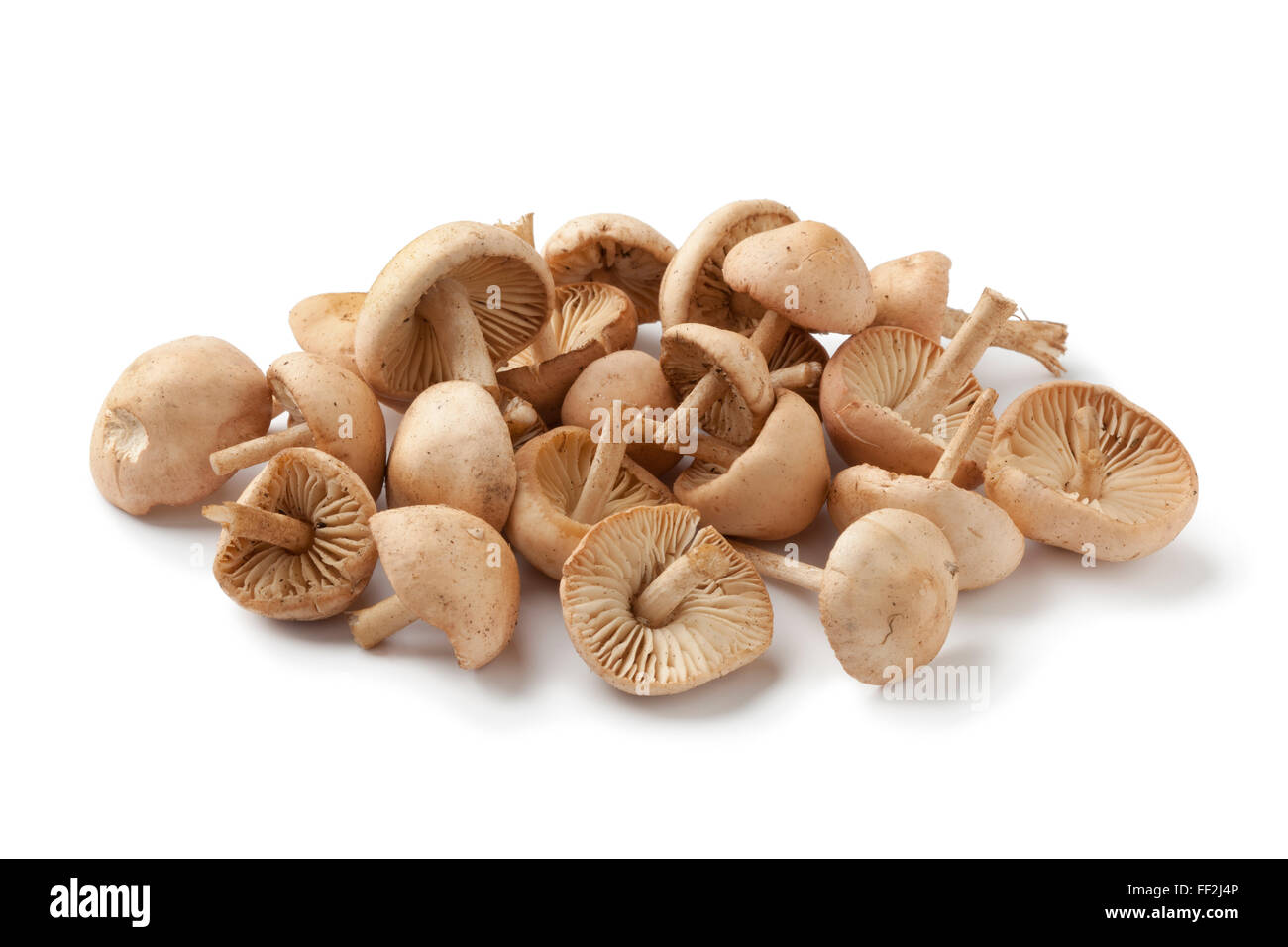 Fresh raw fairy ring mushrooms on white background Stock Photo