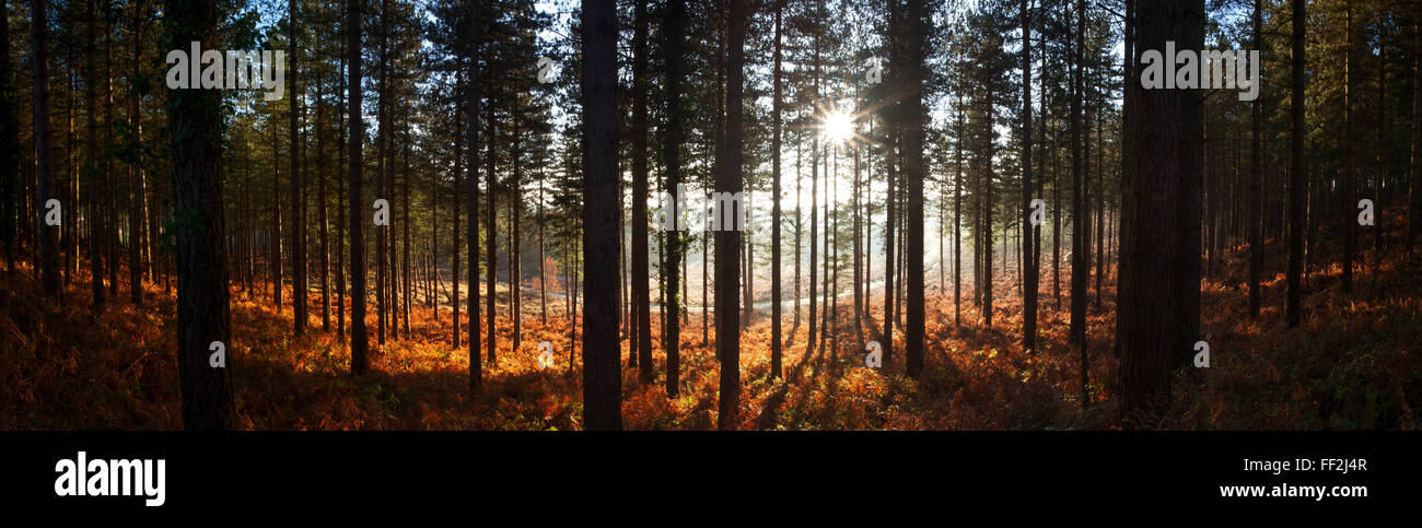 Moreton Forest, Dorset, EngRMand, United Kingdom, Europe Stock Photo