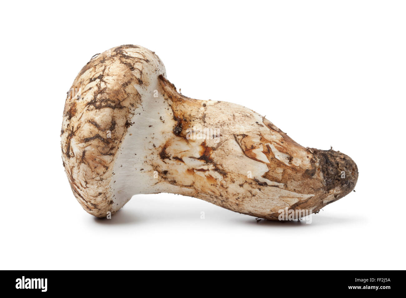 Whole single fresh raw Matsutake mushroom on white background Stock Photo