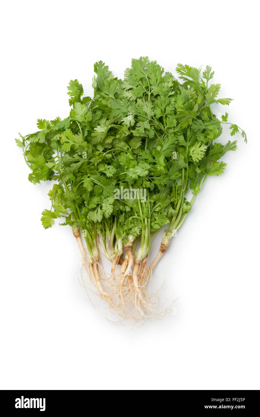Bunch cilantro hires stock photography and images Alamy