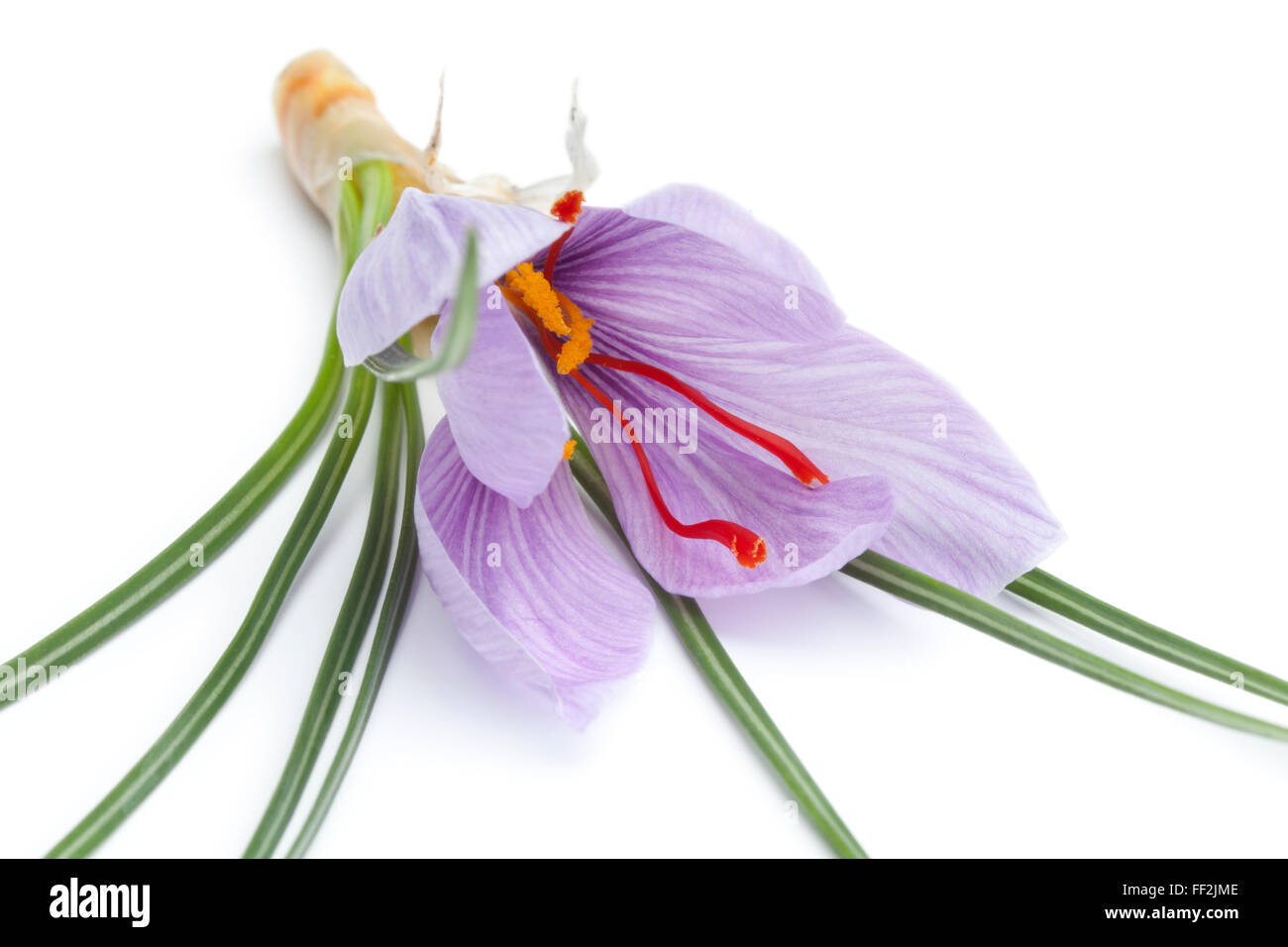 Crocus sativa flower close up on white background Stock Photo