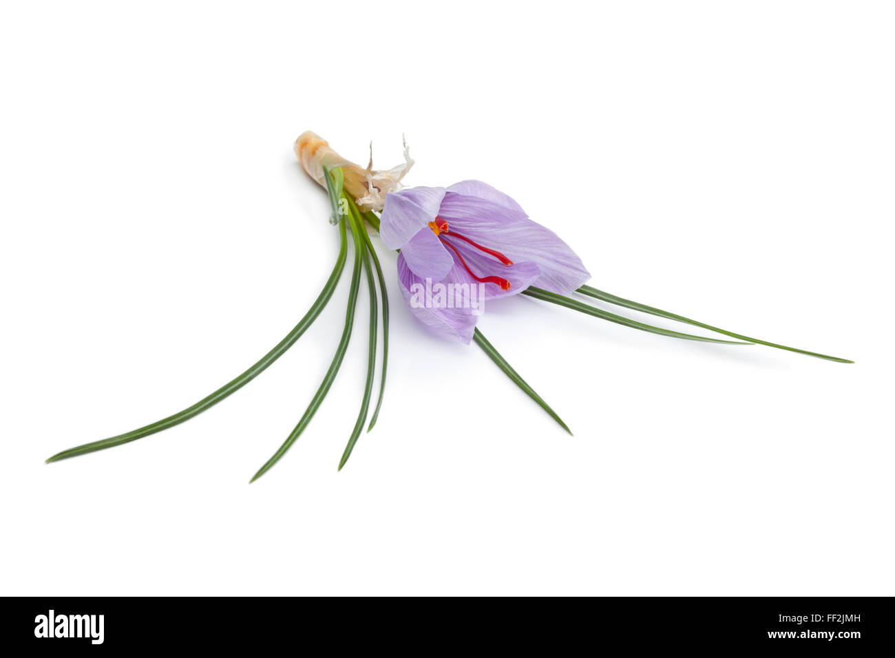 Fresh Crocus sativa flower on white background Stock Photo