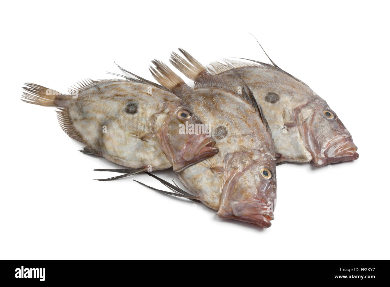 Fresh raw John Dory fishes on white background Stock Photo