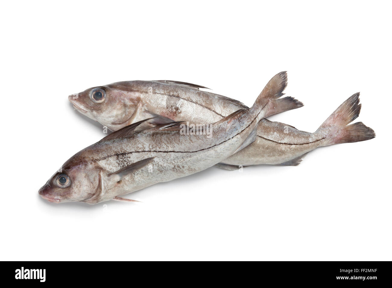 Whole fresh raw haddock fishes at white background Stock Photo Alamy