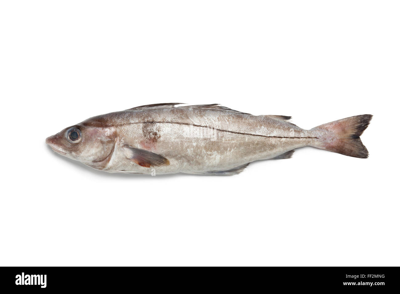 Whole single fresh raw haddock fish at white background Stock Photo Alamy