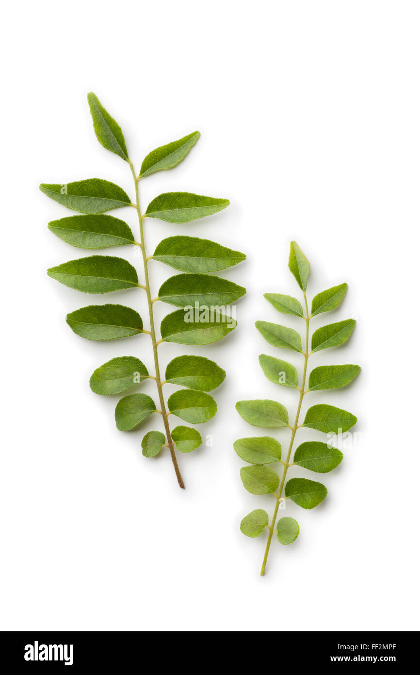 Fresh curry leaves on white background Stock Photo