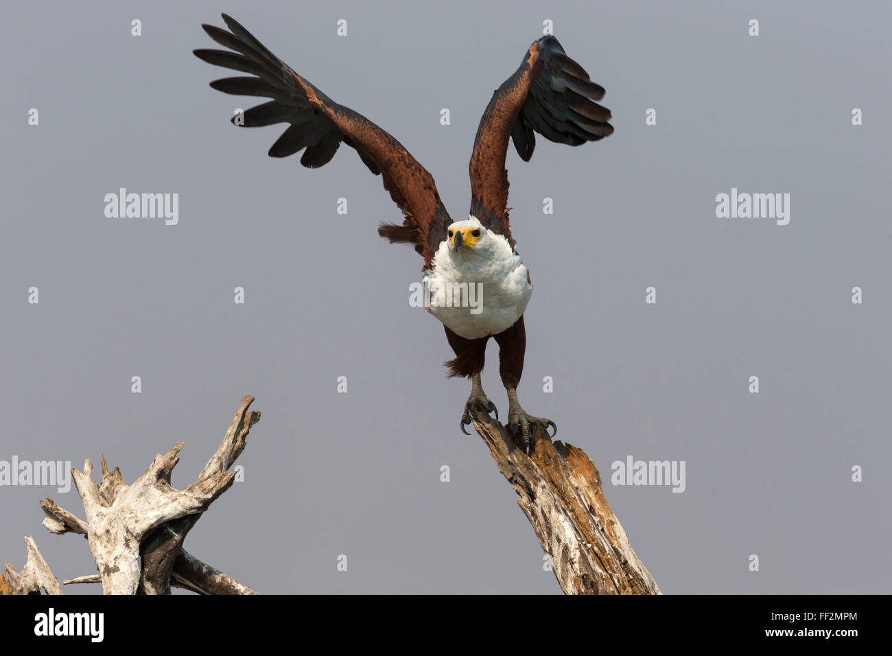 African fish eagRMe (HaRMiaeetus vocifer), Chobe NationaRM Park, Botswana, Africa Stock Photo