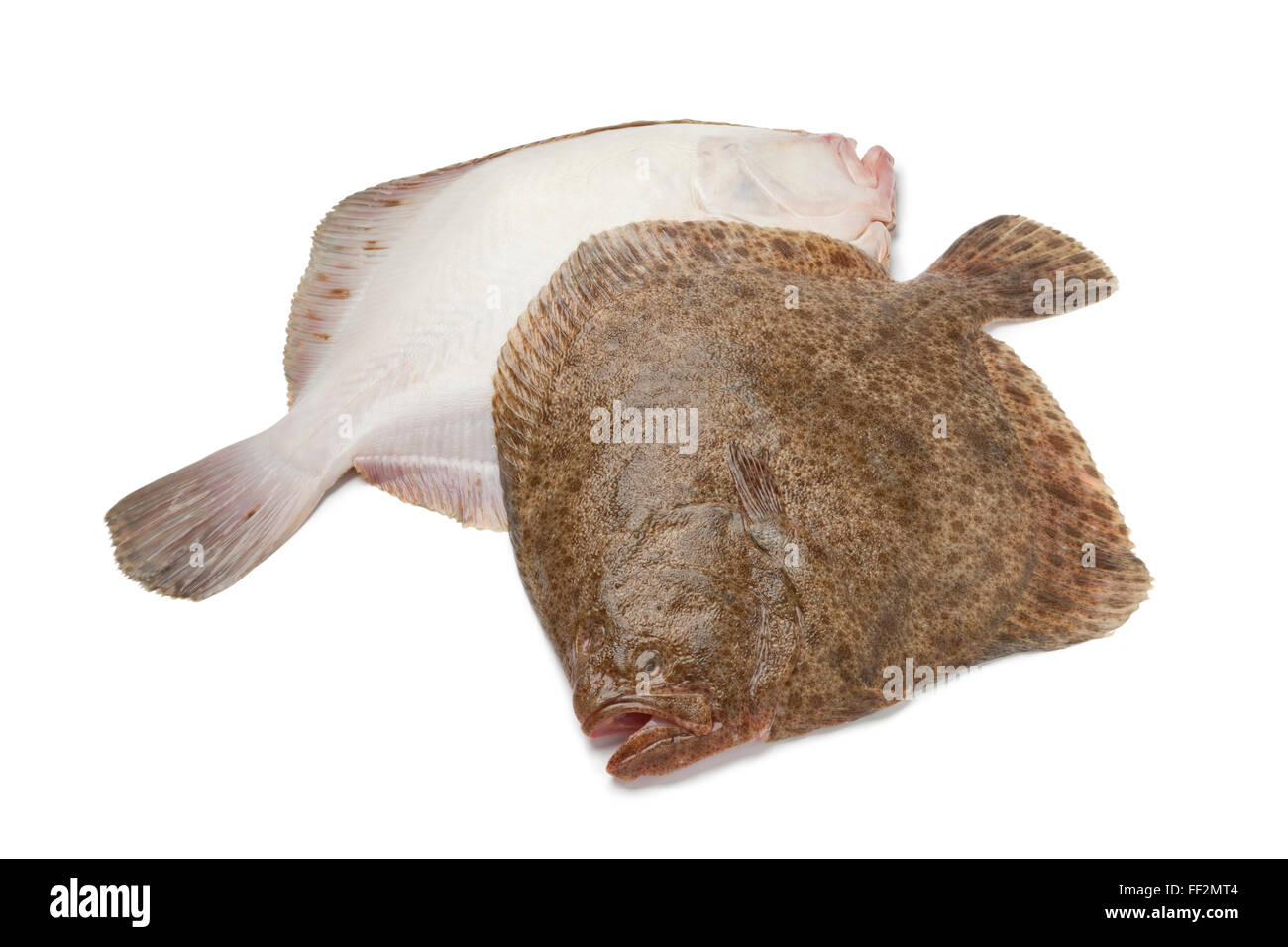 Pair Of Fresh Raw Turbot Fishes On White Background Stock Photo Alamy