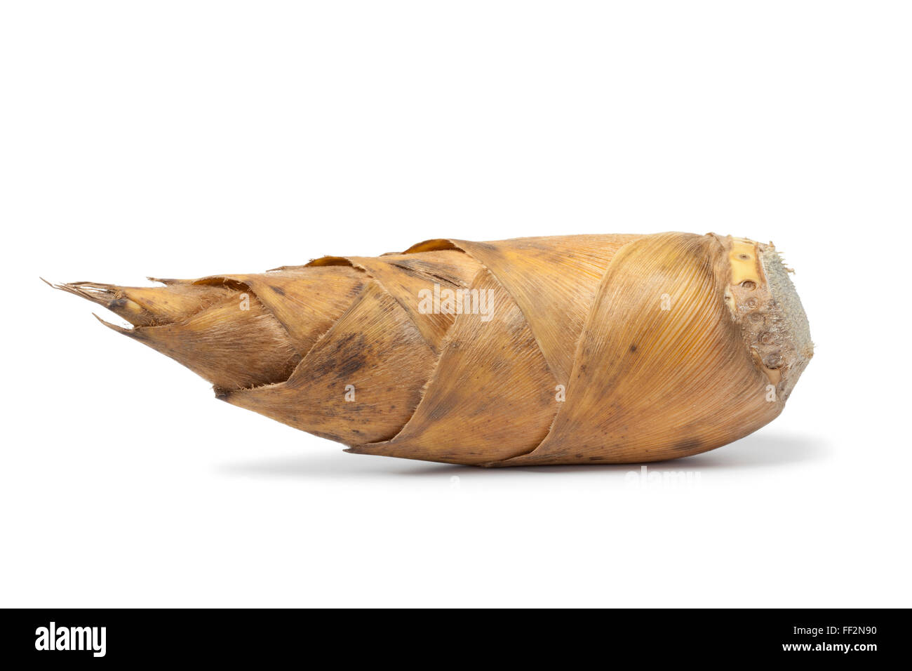 Whole single fresh bamboo shoot on white background Stock Photo Alamy