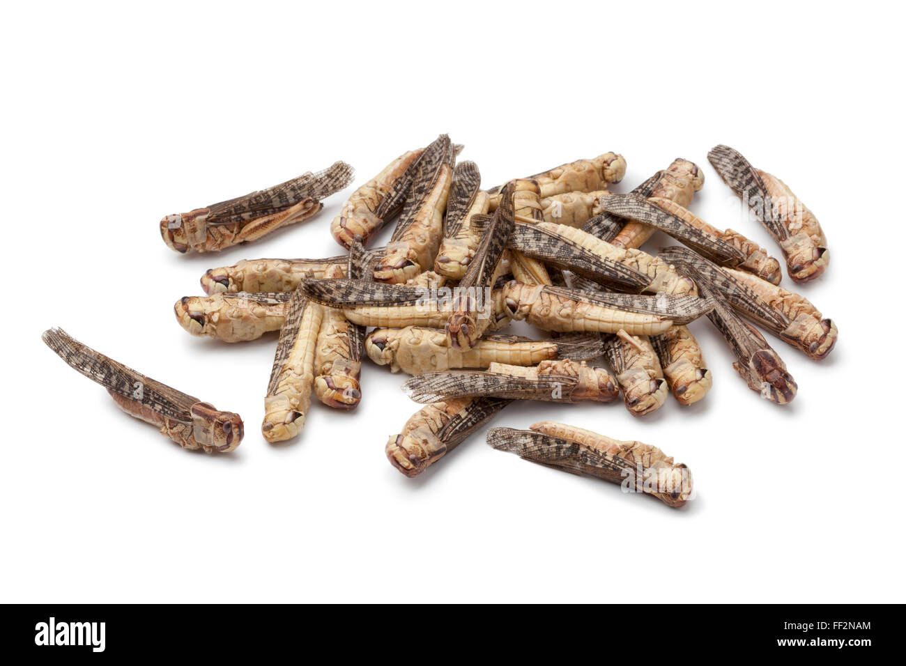 Dried  locusta bugs on white background Stock Photo