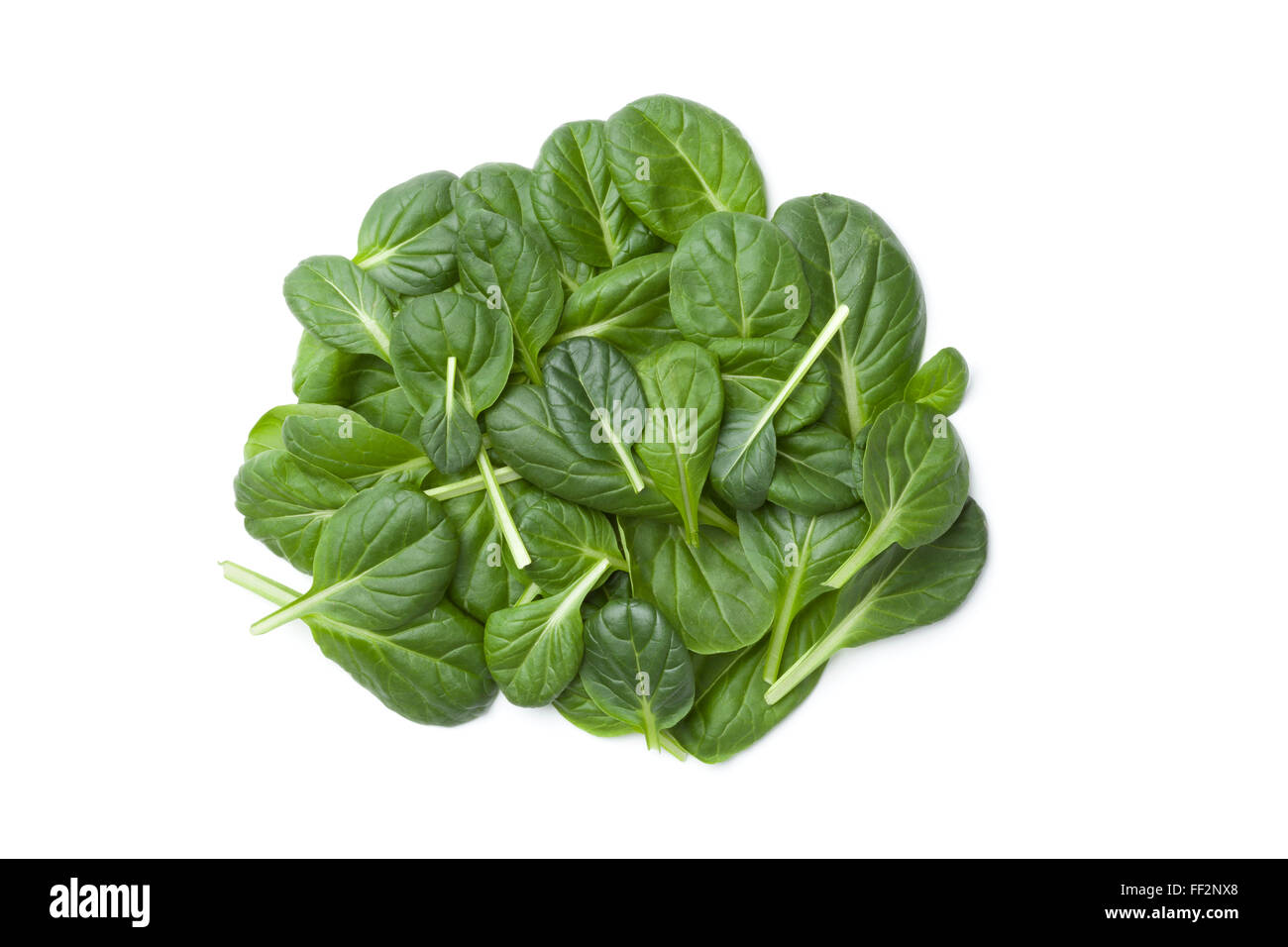 Fresh Fino Fresco Italian lettuce leaves on white background Stock Photo