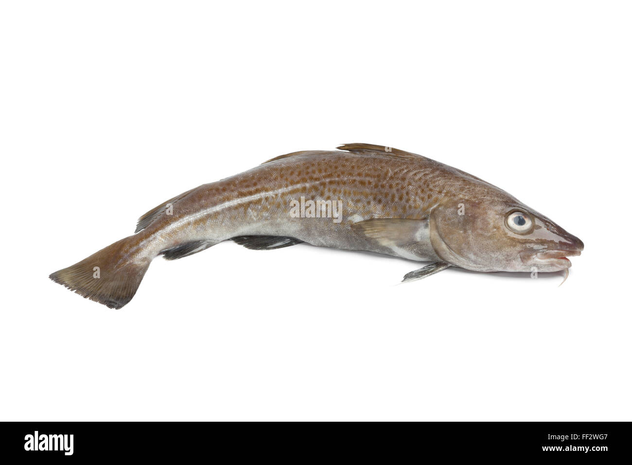 Single fresh atlantic cod fish on white background Stock Photo